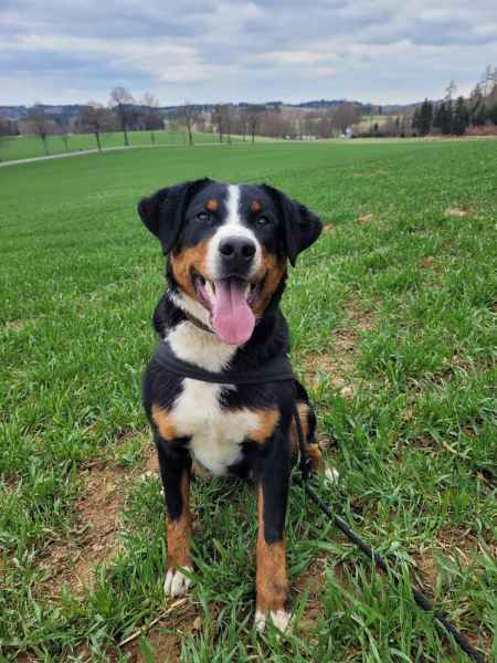 Appenzellský salašnický pes Archie