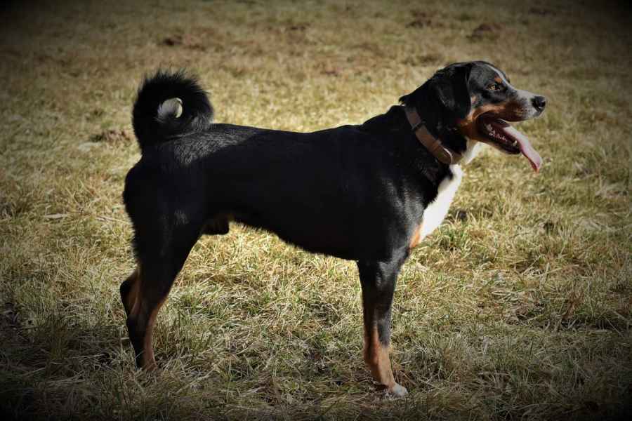 Appenzellský salašnický pes Čiko