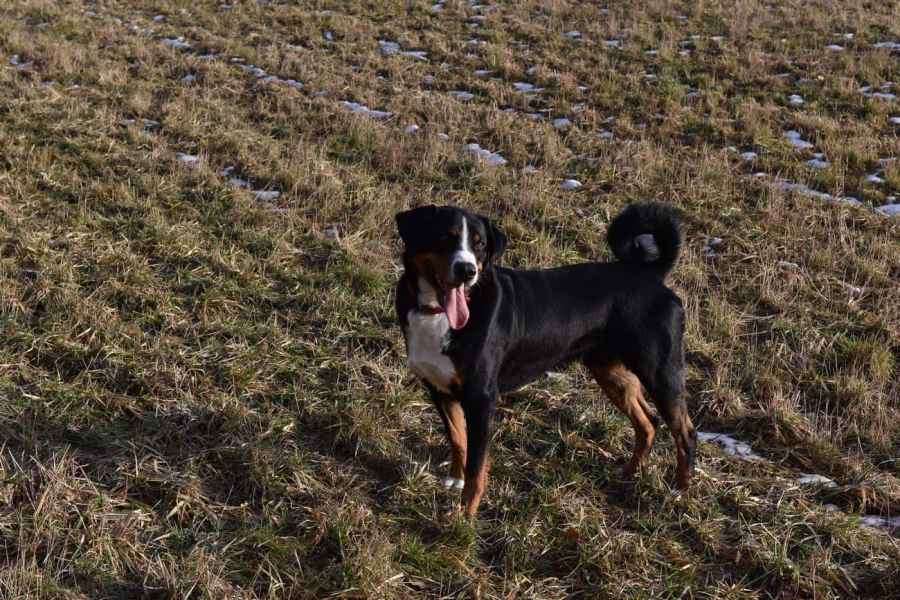 Appenzellský salašnický pes Čiko