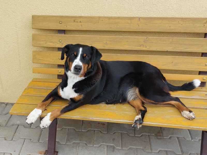 Appenzellský salašnický pes Cali
