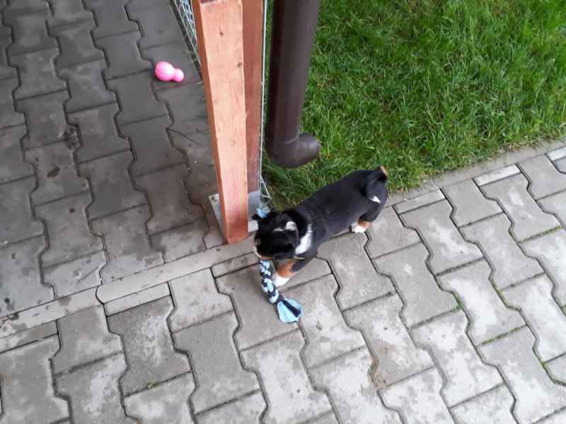 Štěňata appenzellského salašnického psa