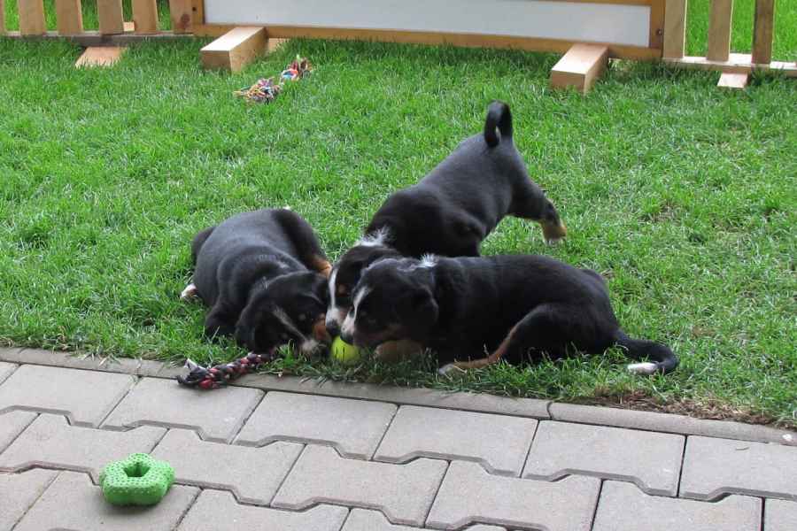 Štěňata appenzellského salašnického psa