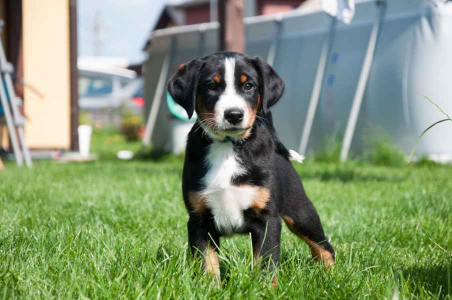 Appenzellský salašnický pes Archie