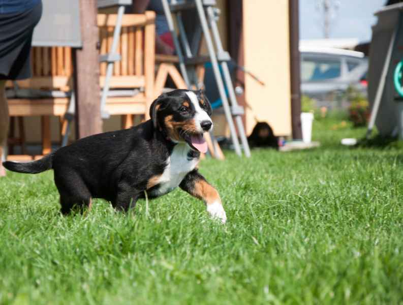Appenzellský salašnický pes Adeleine Cassidy