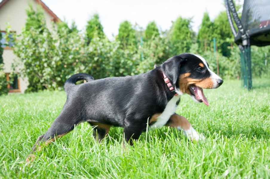 Appenzellský salašnický pes Adeleine Cassidy