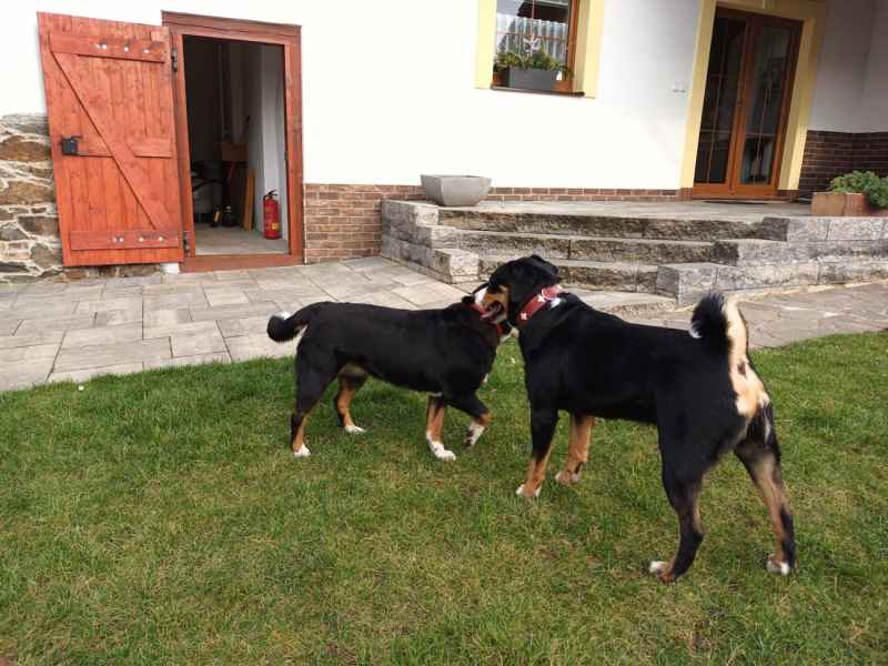 Krytí appenzellských salašnických psů