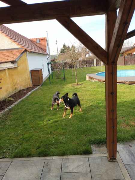 Krytí appenzellských salašnických psů