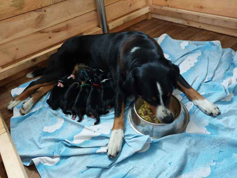 Appenzellský salašnický pes štěňata