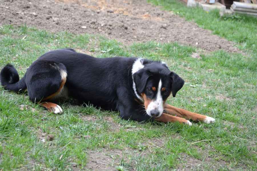 Appenzellský salašnický pes Biskit