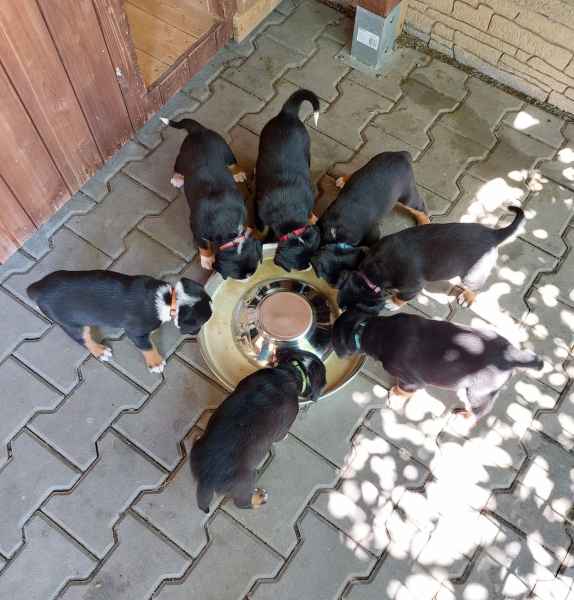Appenzellský salašnický pes štěňata
