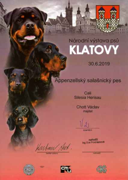 Národní výstava psů Klatovy – Appenzellský salašnický pes