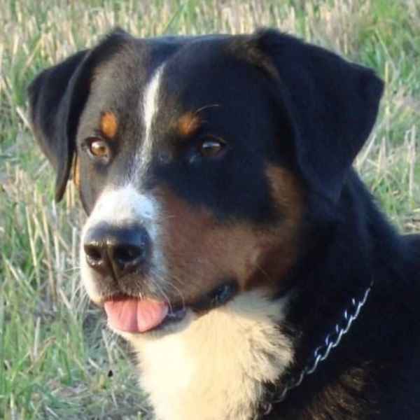 Appenzellský salašnický pes BERYC Dakam