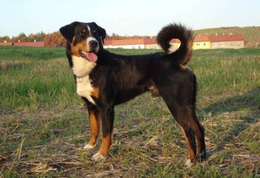Appenzellský salašnický pes BERYC Dakam