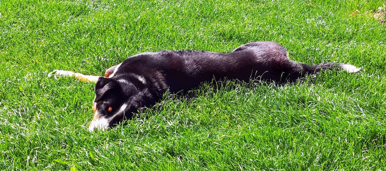 Appenzellský salašnický pes Cali