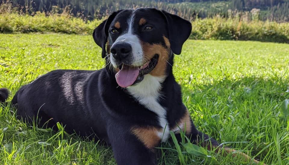Appenzellský salašnický pes Hugo