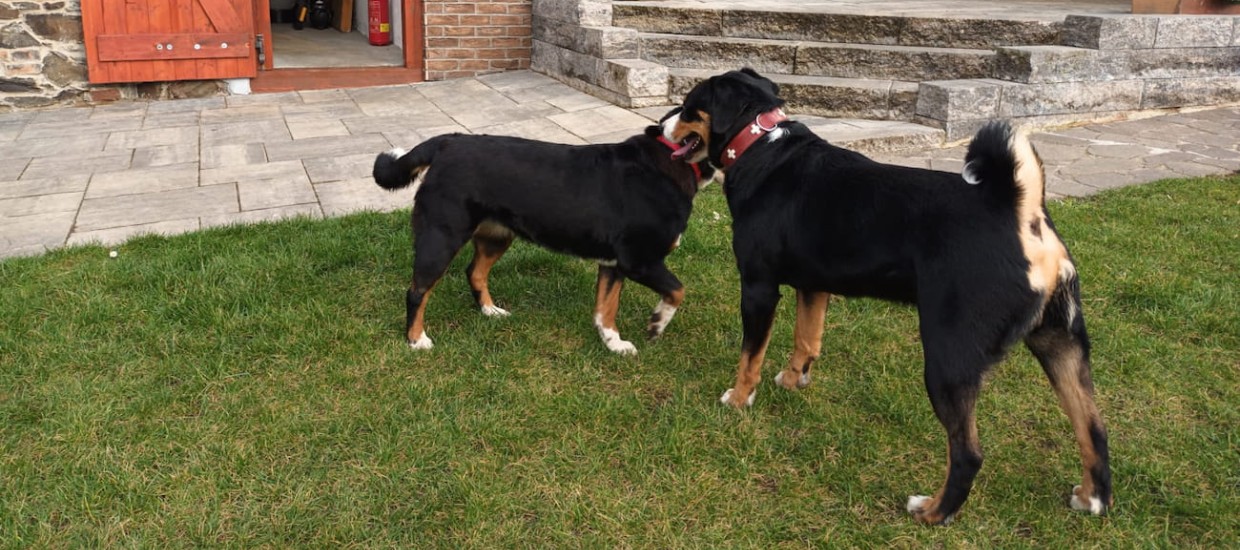 Appenzellský salašnický pes Cali a Hugo
